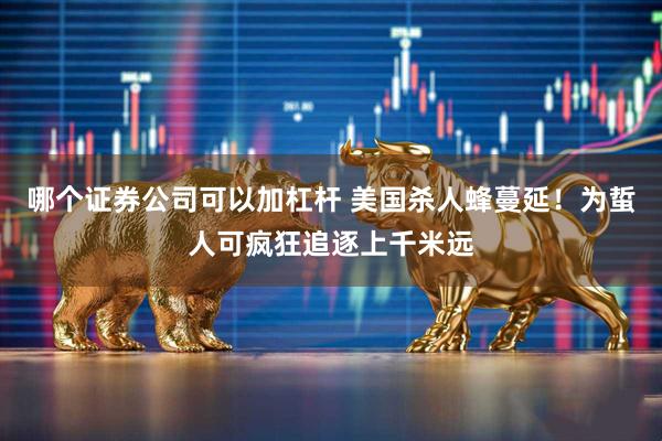 哪个证券公司可以加杠杆 美国杀人蜂蔓延！为蜇人可疯狂追逐上千米远